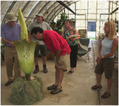 corpse plant