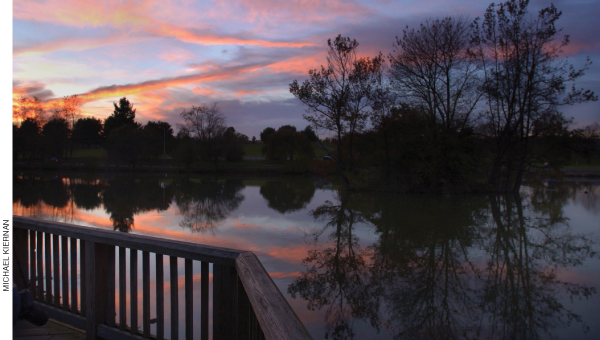 The Duck Pond