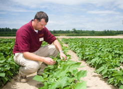 Mark Reiter, assistant professor of crop and soil and environmental sciences at the Eastern Shore Agricultural Research and Extension Center, studies ways to improve soil and nutrient management. 