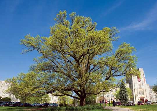 Planted by W.B. Alwood circa 1900, the bur oak in front of Burruss Hall