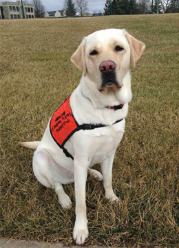 Moose, a VT Helping PAWS therapy dog