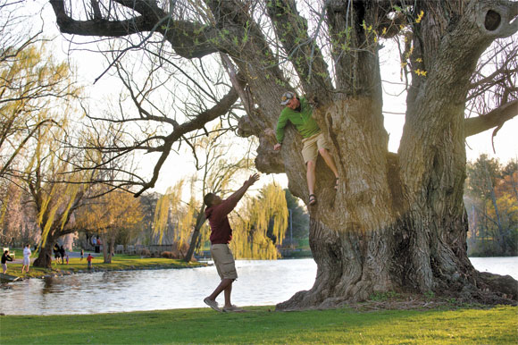 Willow tree at the Virginia Tech Duck Pond