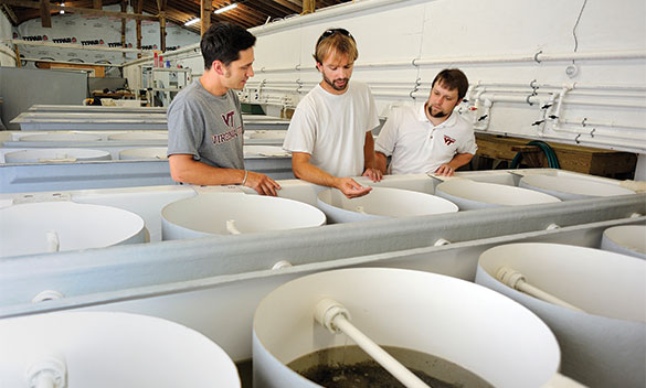  Oyster Seed Holdings hatchery