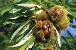 chestnuts