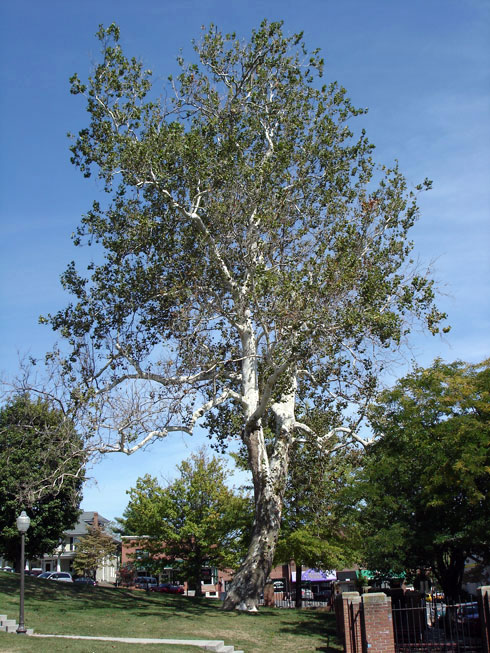 Henderson Lawn sycamore tree