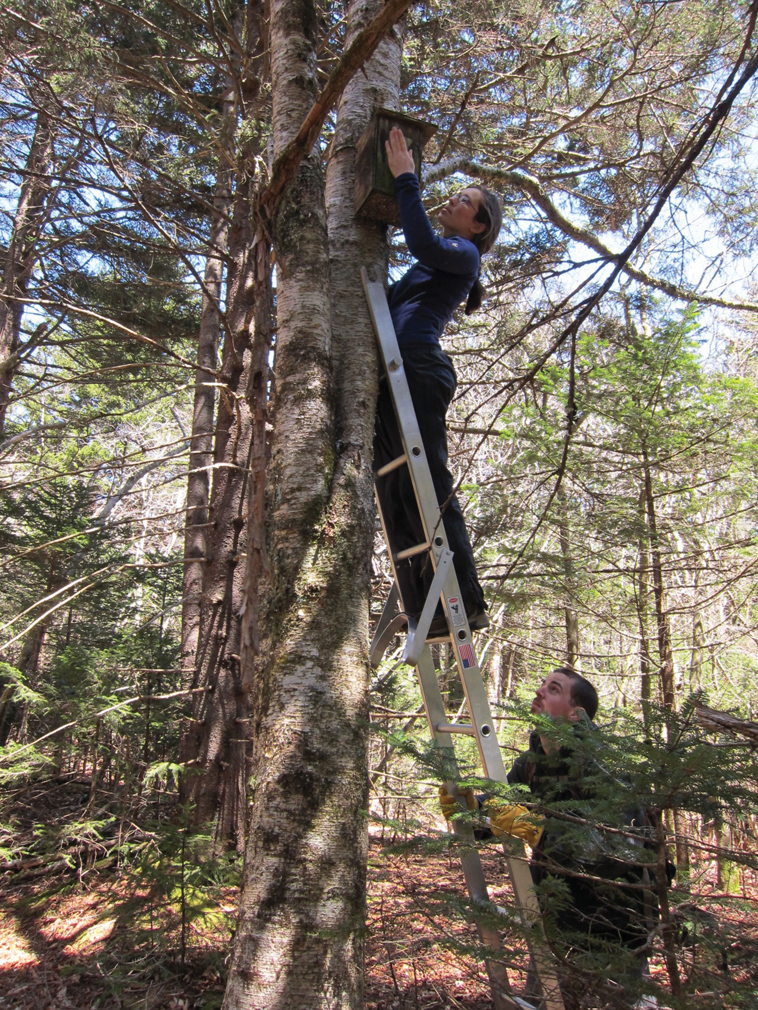 researchers check a flying squirrel nesting box