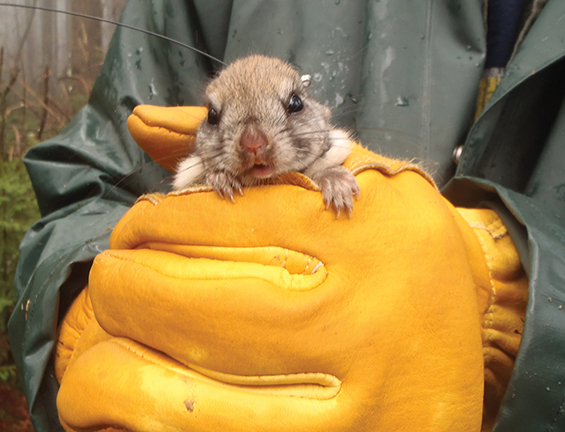 a radio-collared female Carolina flying squirrel