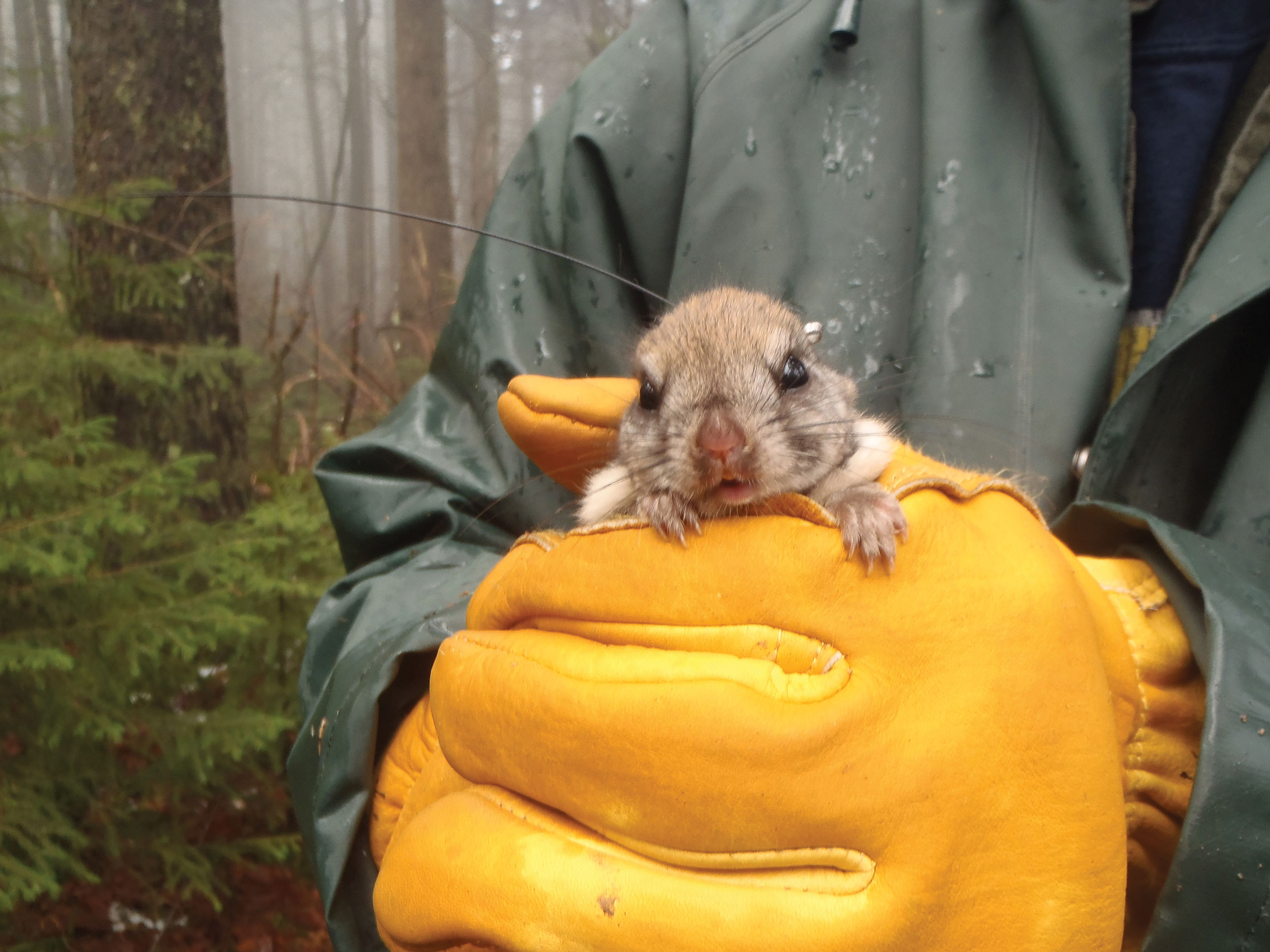 a radio-collared female Carolina flying squirrel