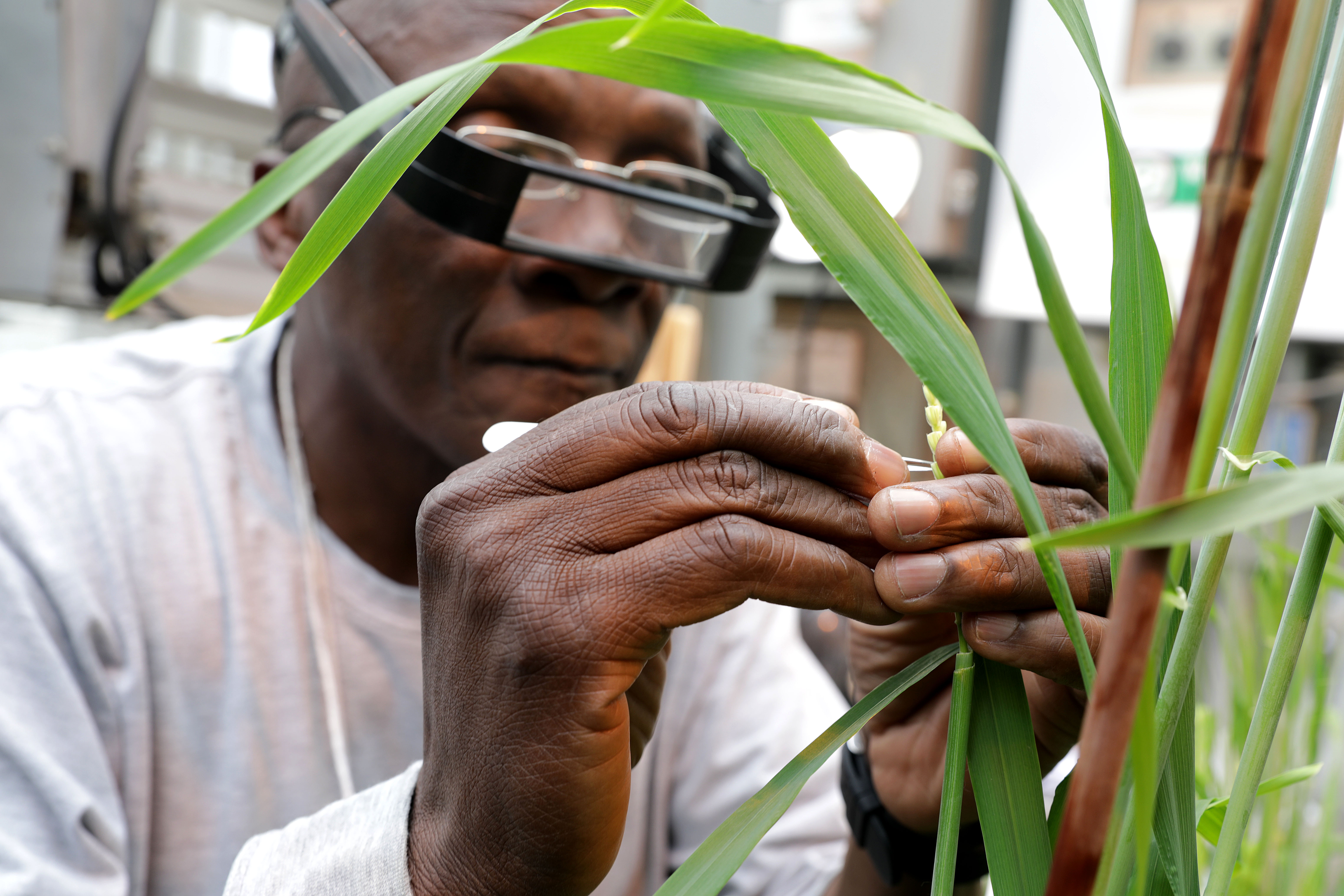 Wynse Brooks meticulously works to cross different strands of malt barely by hand