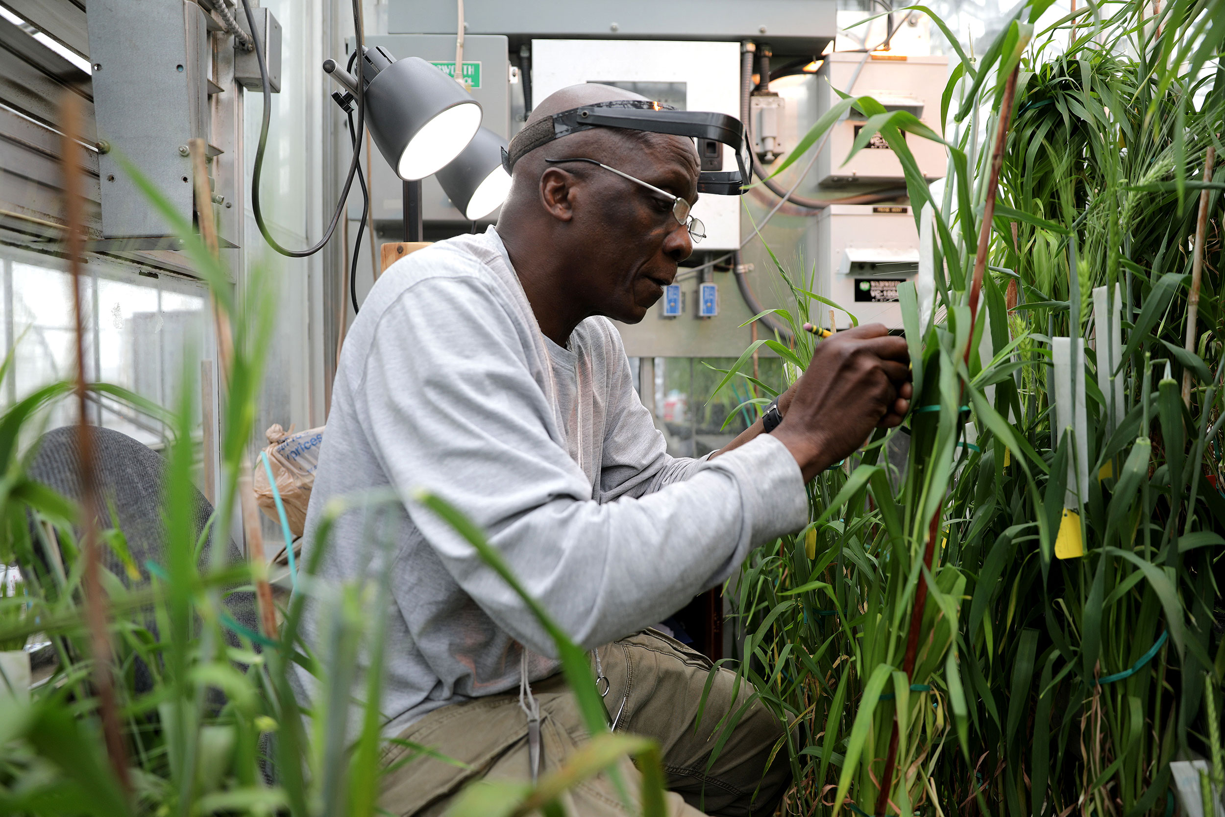 Wynse Brooks meticulously works to cross different strands of malt barely by hand