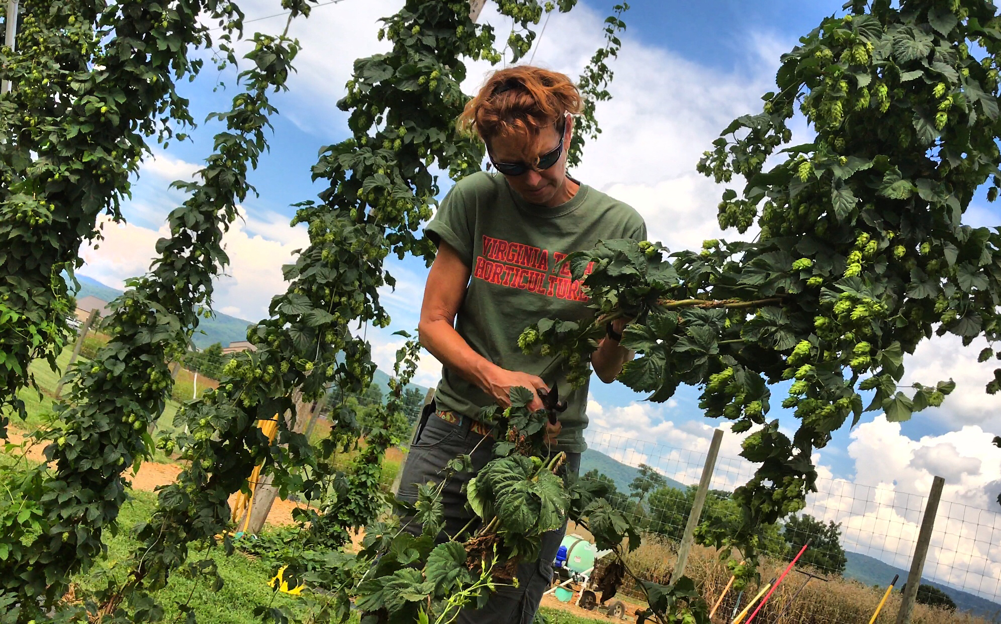 Holly Scoggins trims a hops bine