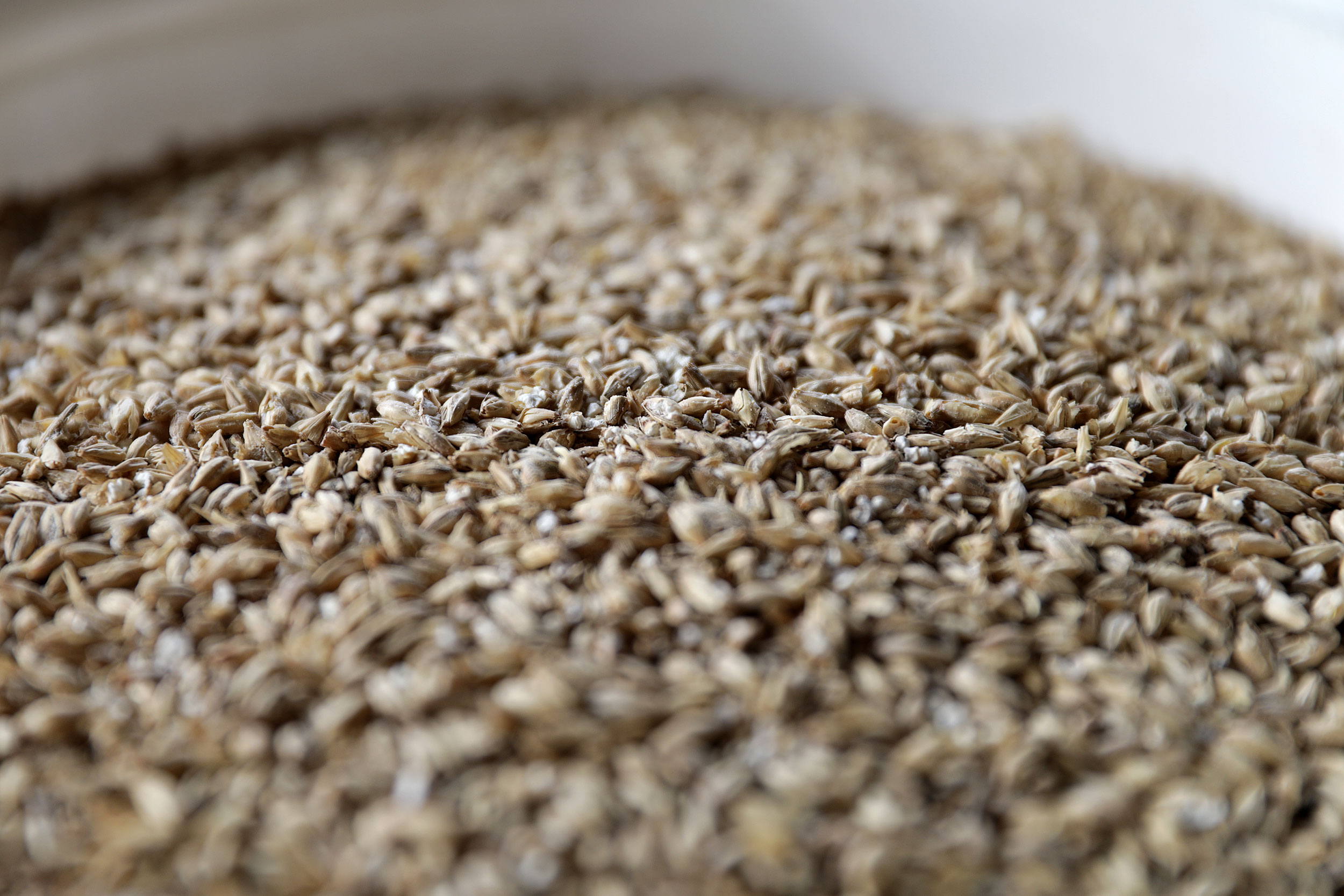 grain for brewing