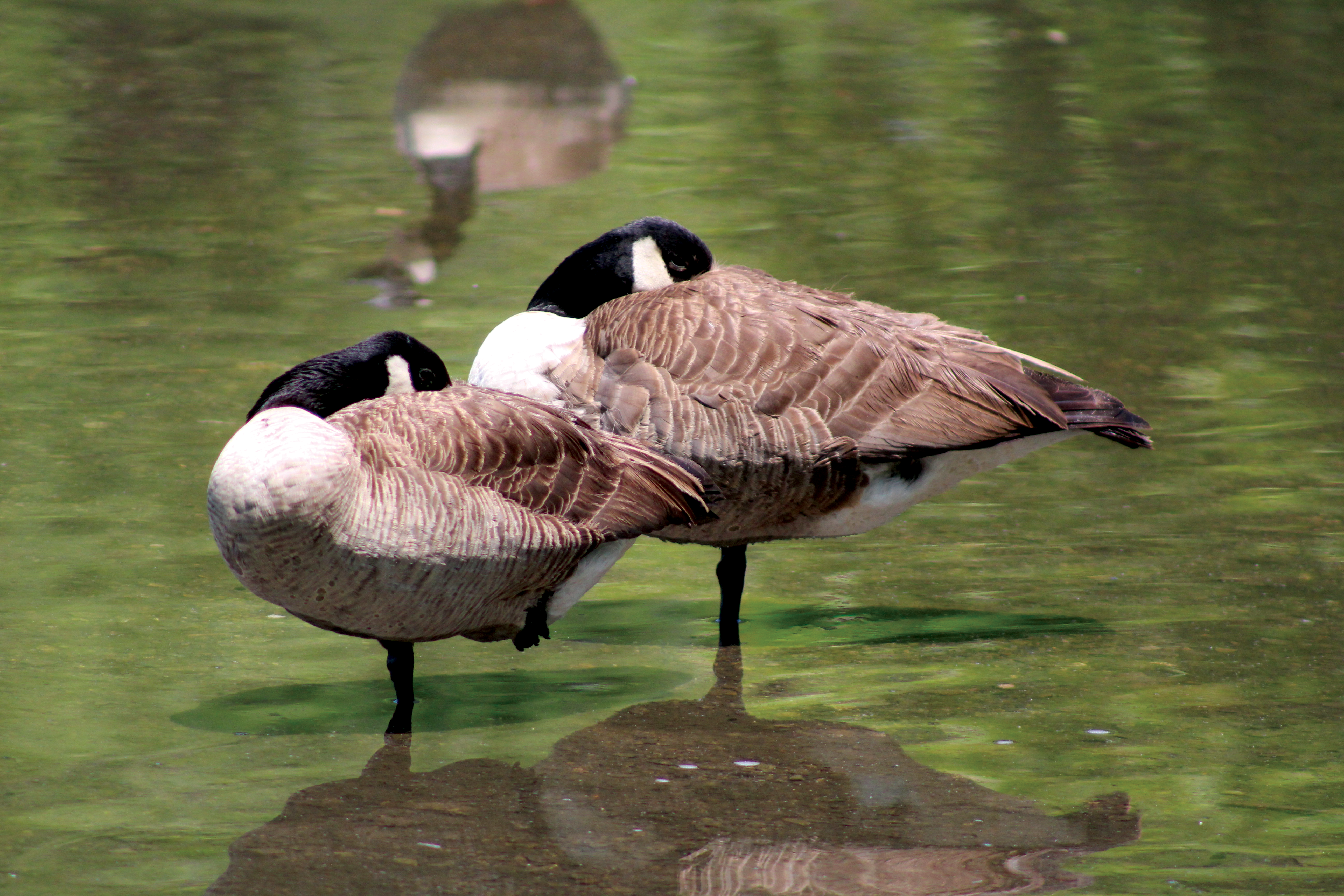 geese