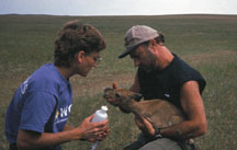 examining a wild gazelle
