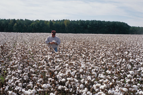 cotton fields