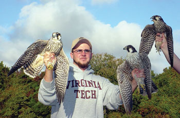 peregrines