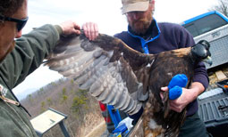 The Virginia Department of Game and Inland Fisheries—with assistance from David Kramar, project associate at CNRE's Conservation Management Institute—released a golden eagle that had been caught in a foothold trap in Craig County, Va., in February.
