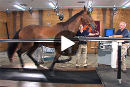 horse on a treadmill