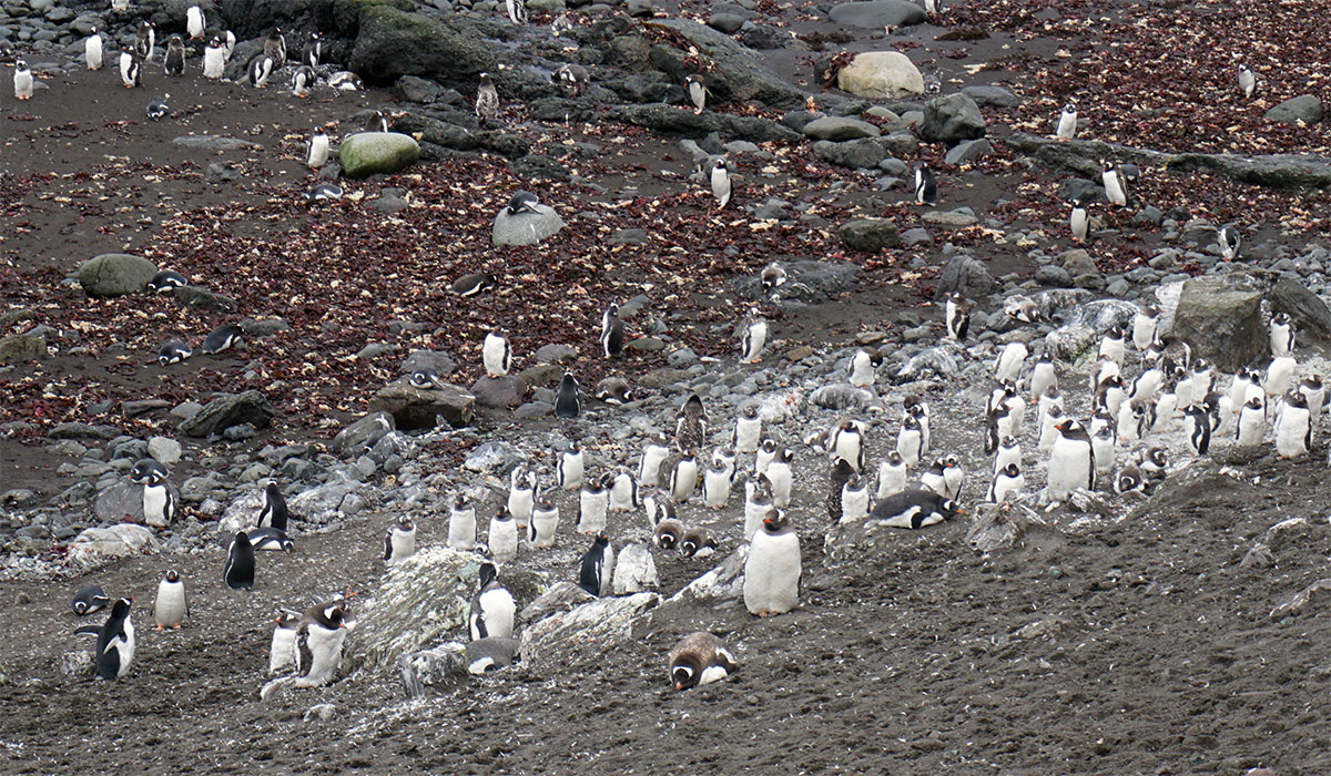 Virginia Tech Alumni Association trip to Antarctica