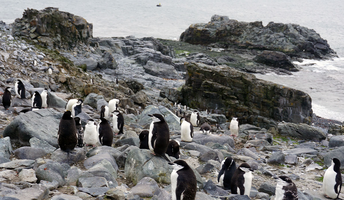 Virginia Tech Alumni Association trip to Antarctica