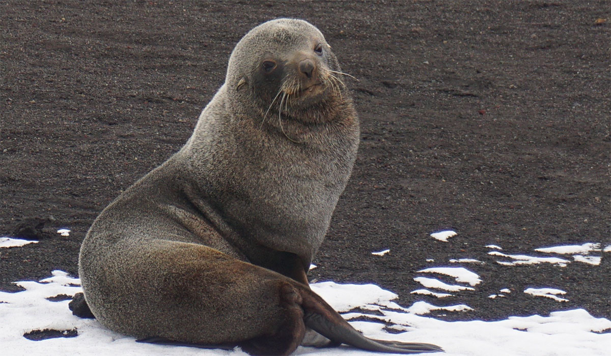 Virginia Tech Alumni Association trip to Antarctica