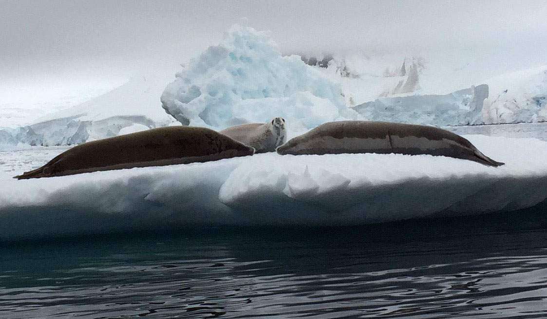 Virginia Tech Alumni Association trip to Antarctica