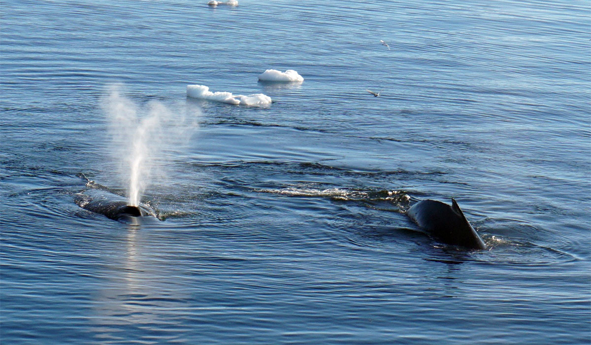 Virginia Tech Alumni Association trip to Antarctica