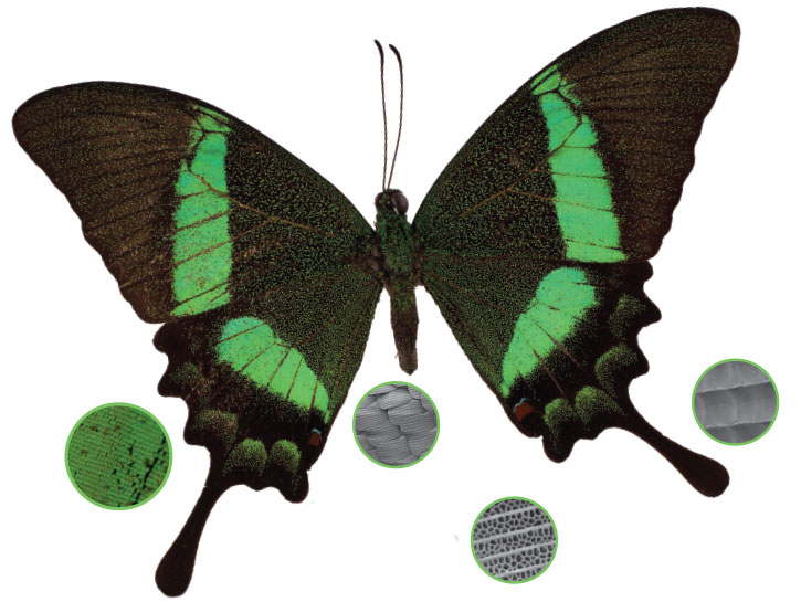 emerald swallowtail