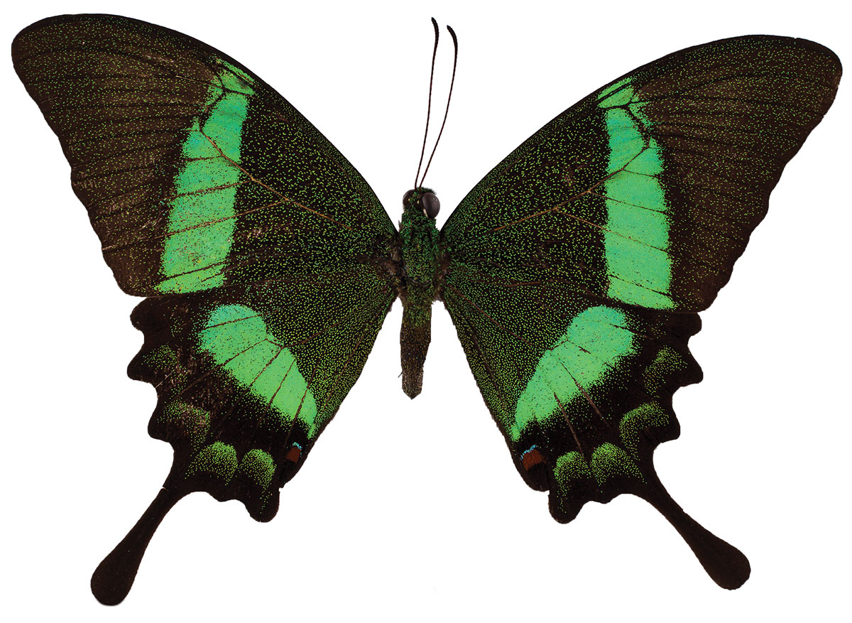 emerald swallowtail