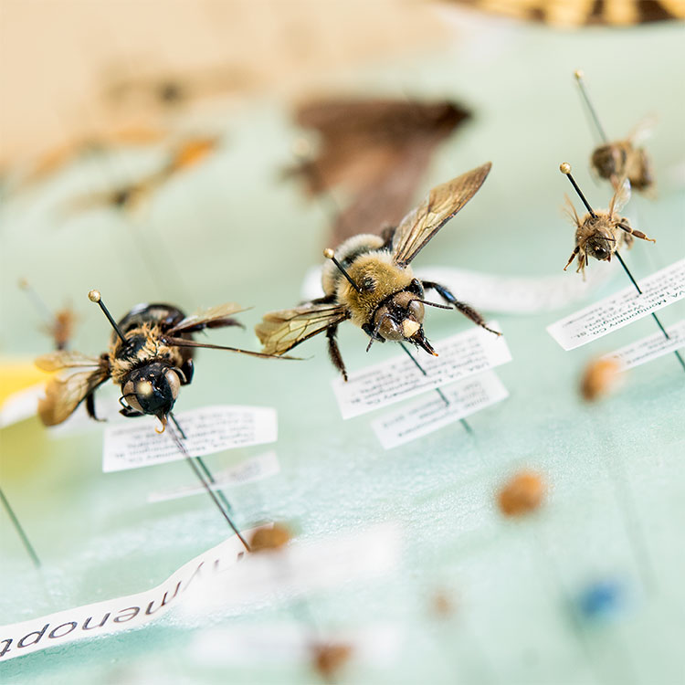 Virginia Tech Insect Collection