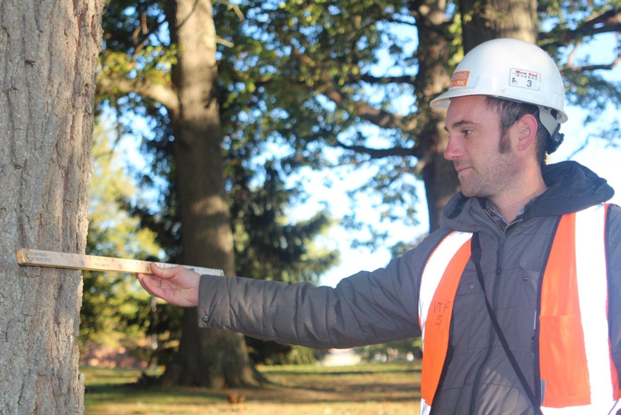 measuring a tree