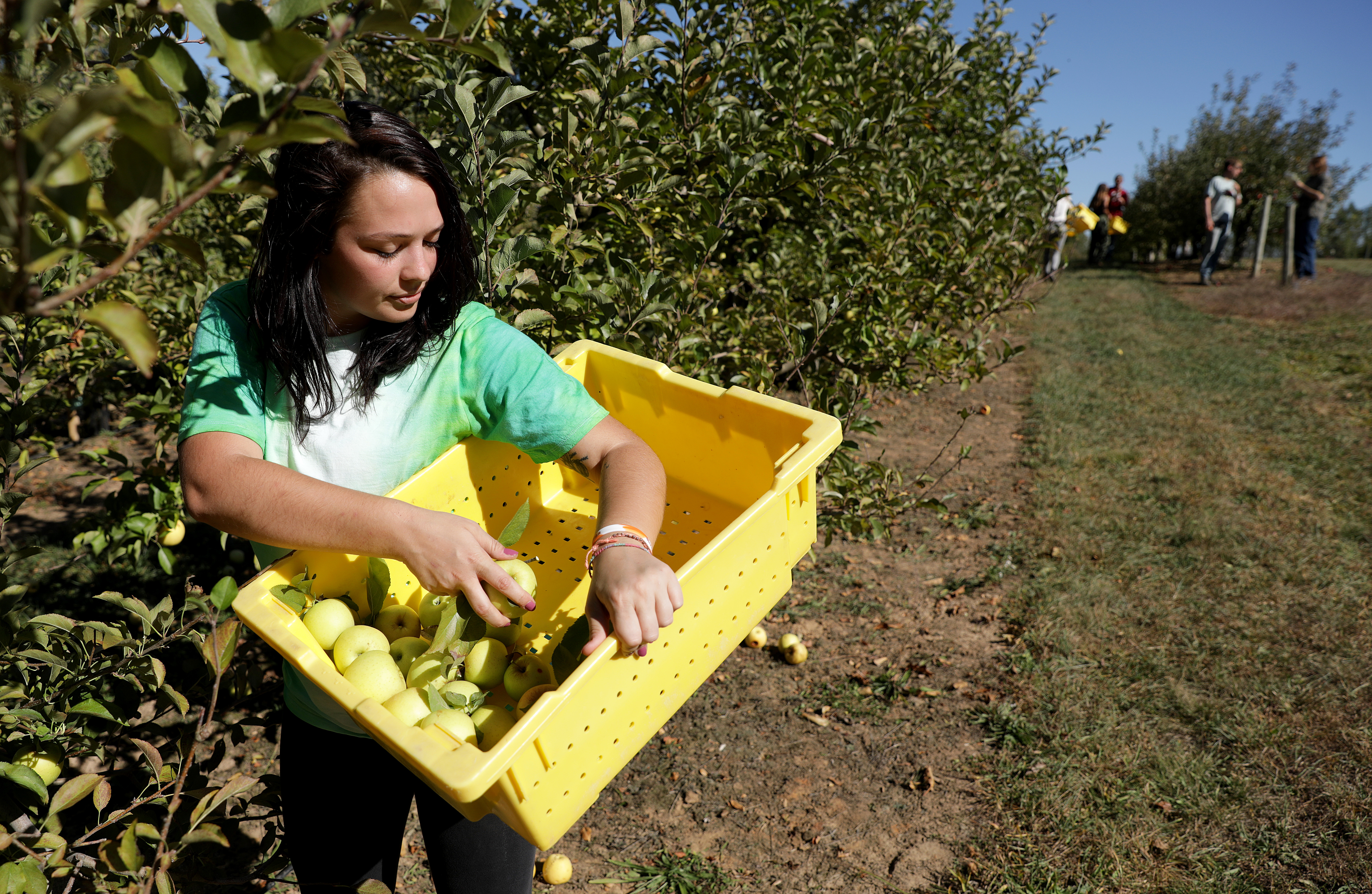 picking fruit