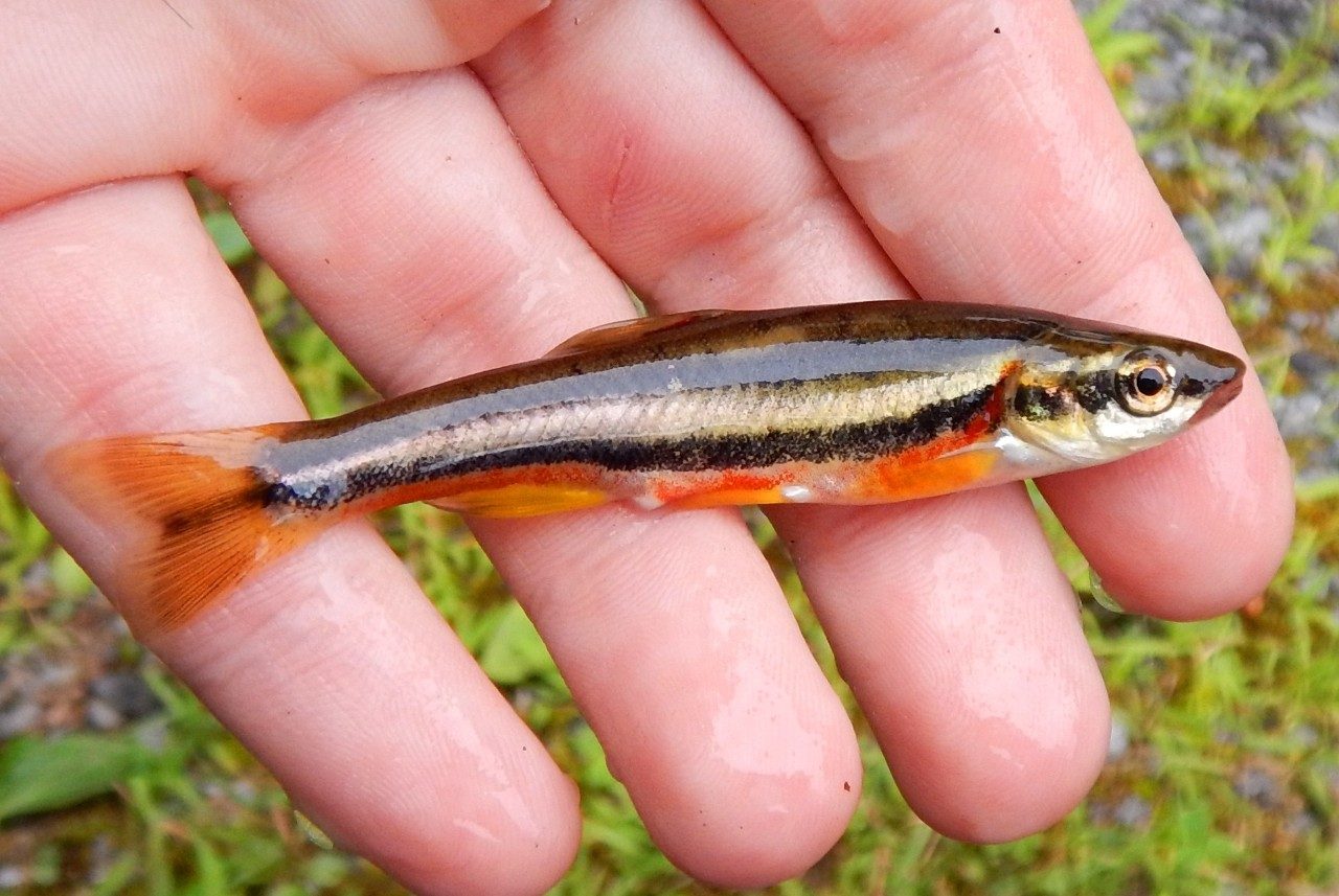 a fish in hand