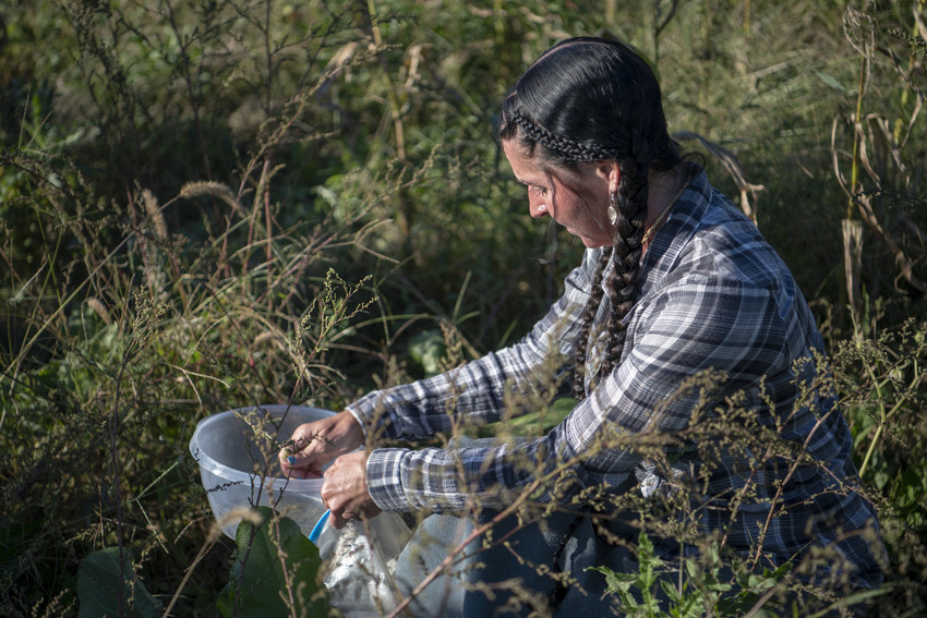 May Hey, InclusiveVT faculty fellow, collects seeds