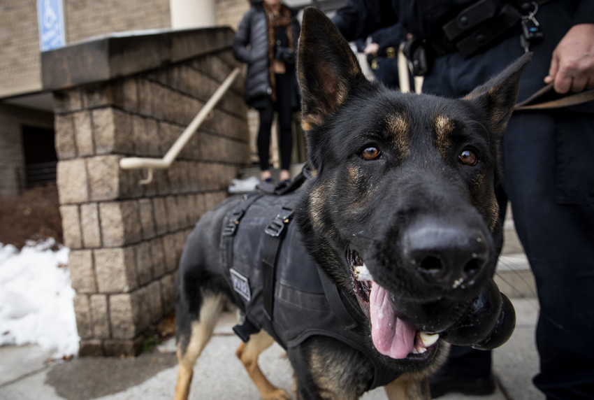 K-9 officer Zuka