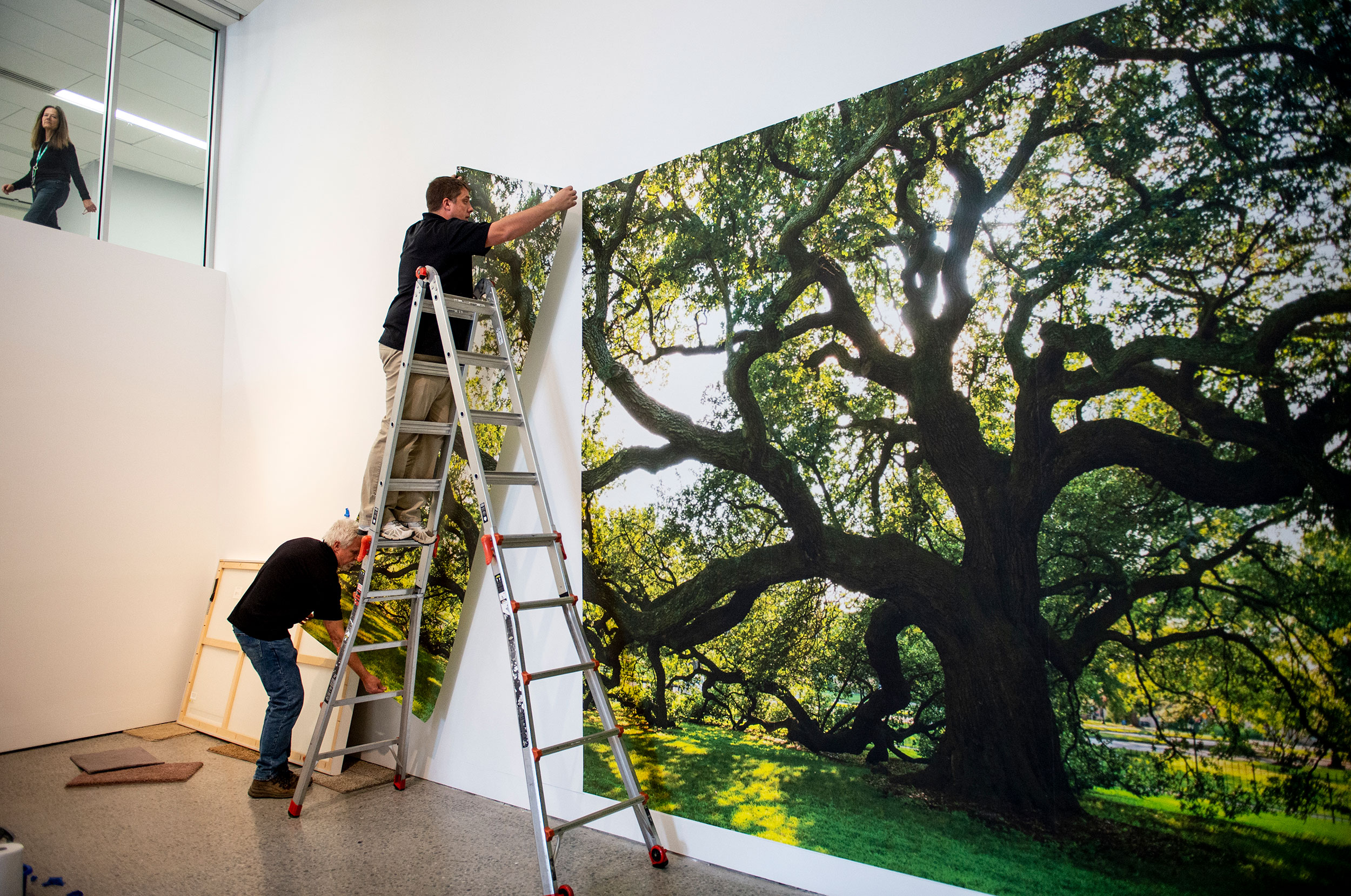 Justin Hurt installing a large tree photograph with the help of Bob Menees