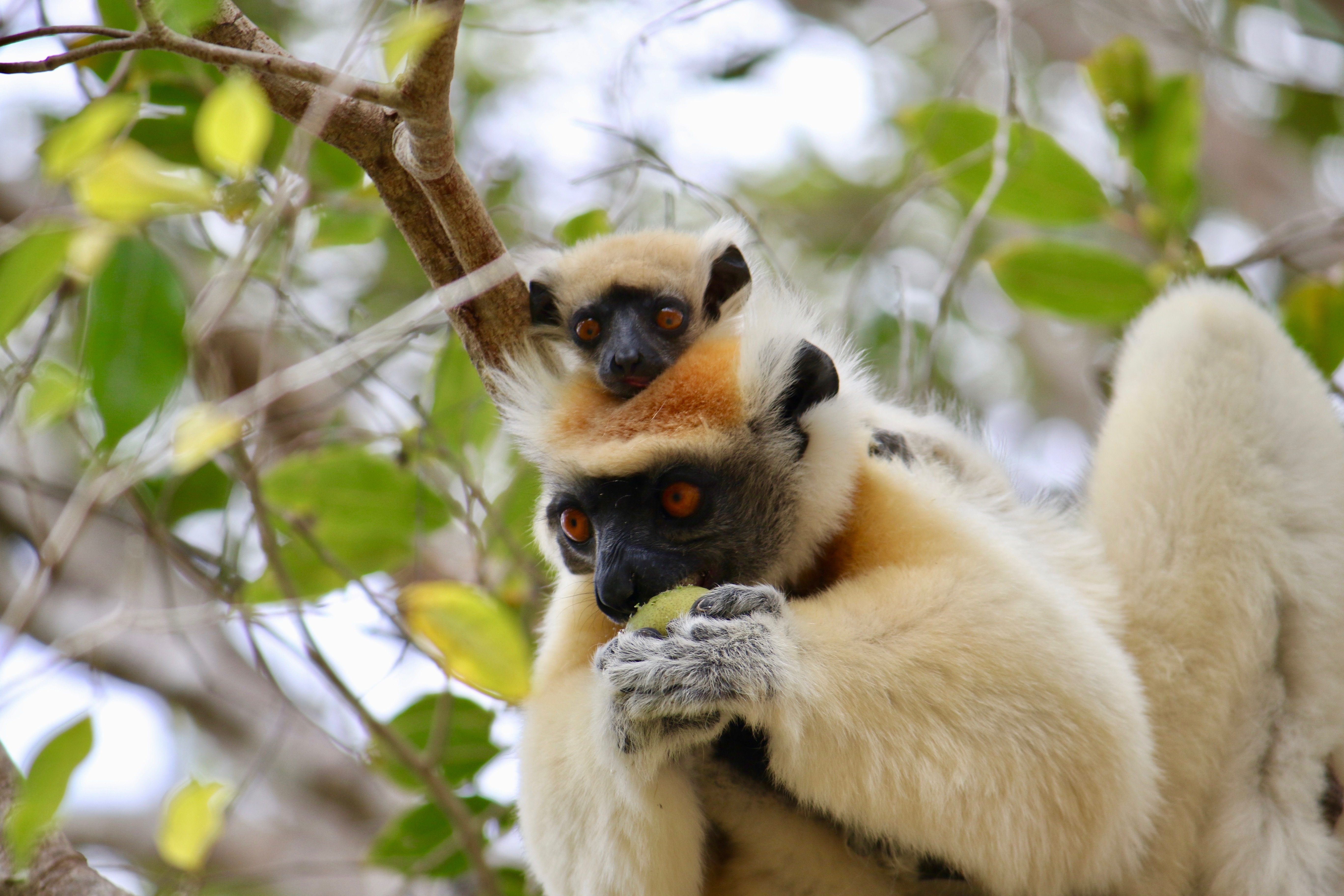 a golden-crowned sifaka lemur