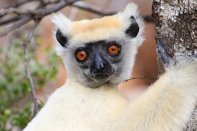 A lemur