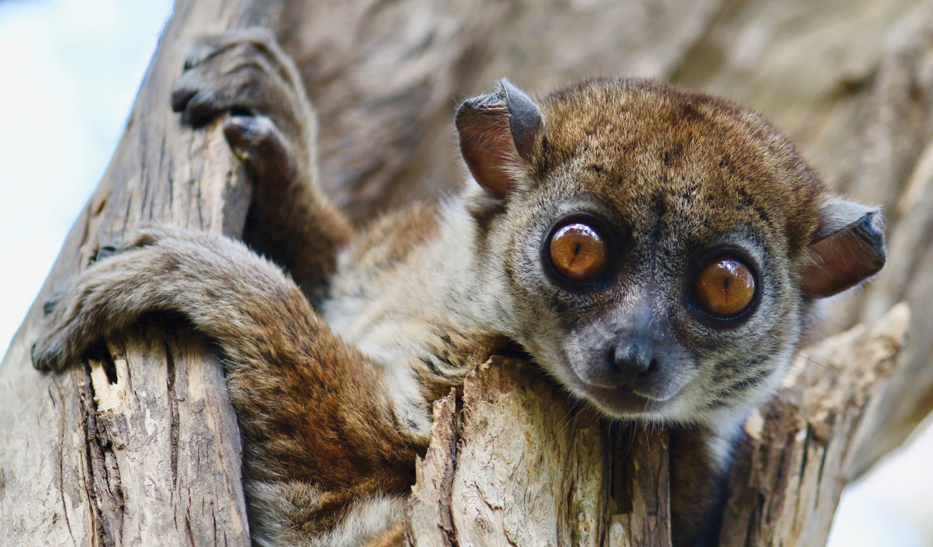 lemur in a tree