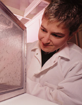 Shirley Luckhart attempts to modify mosquito genes