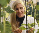 Carole Cramer and genetically altered tobacco