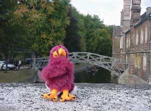 HokieBird