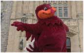 HokieBird