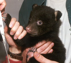 VT Center for Bear Research