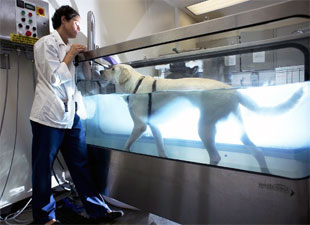 Canine research at Virginia Tech