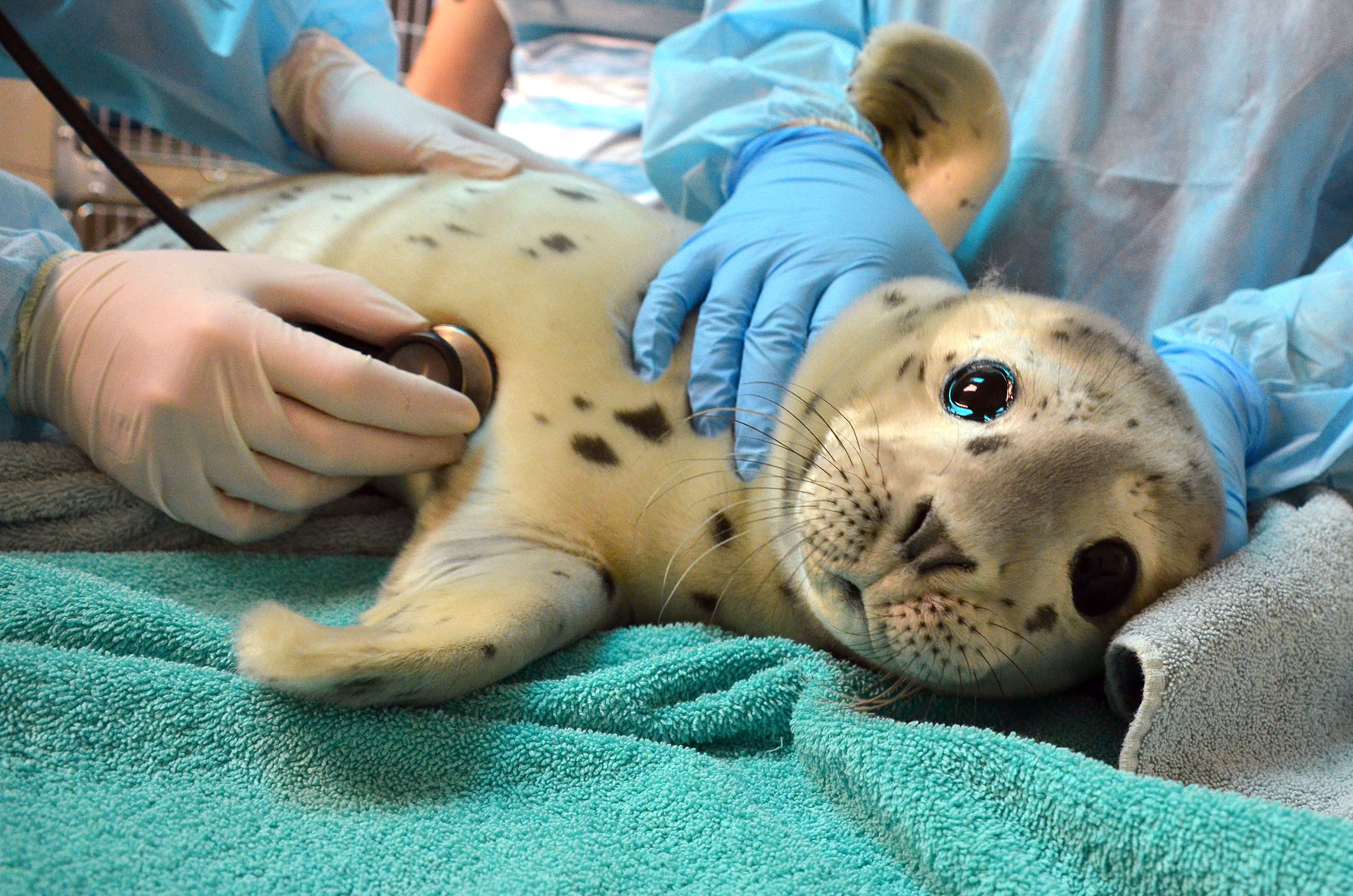 Harbor seal exam