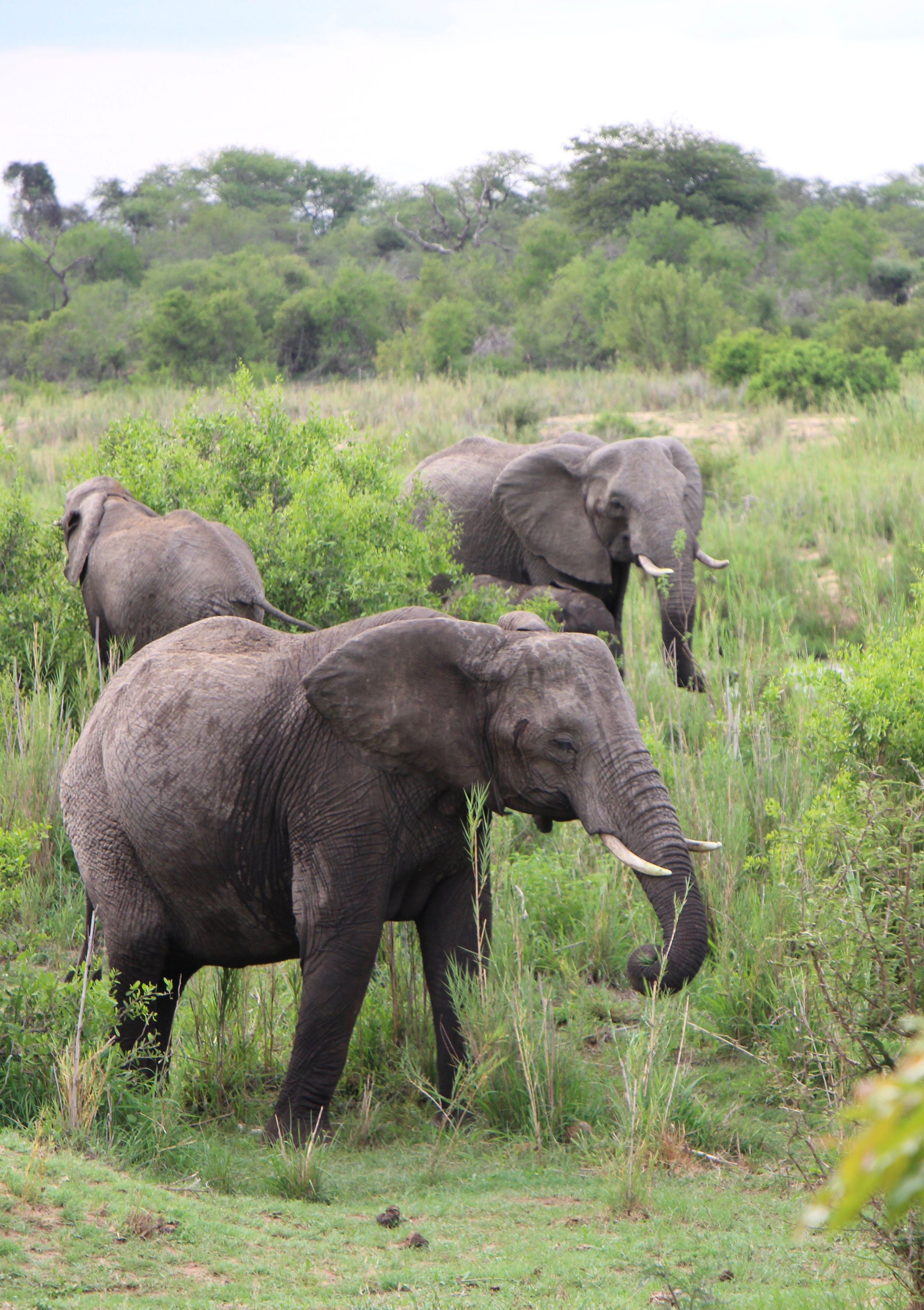 The elephants were like everything else in South Africa—big.