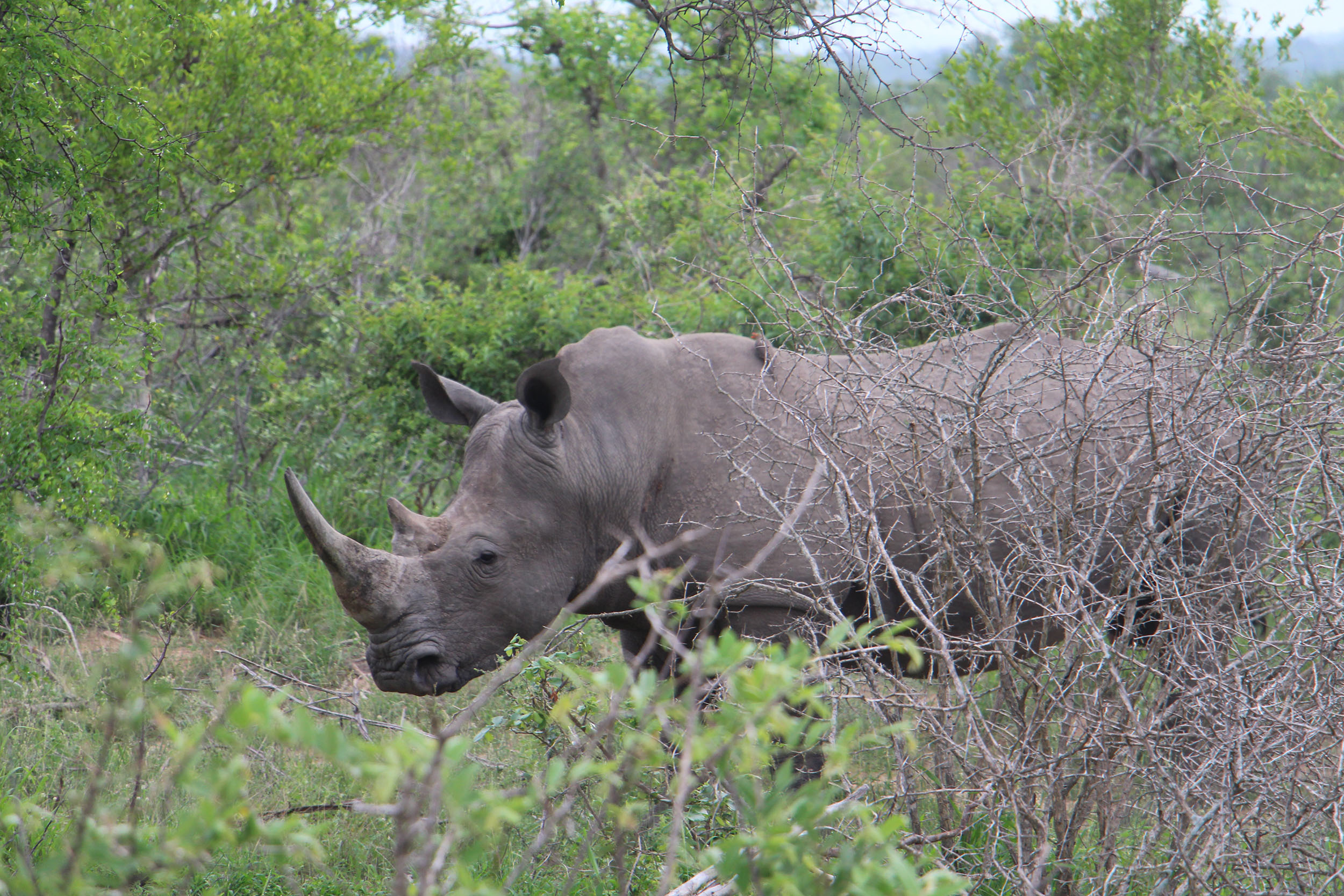 The students had the unusual treat of seeing all of the “big five” animals in Kruger National Park, including a rhinoceros.