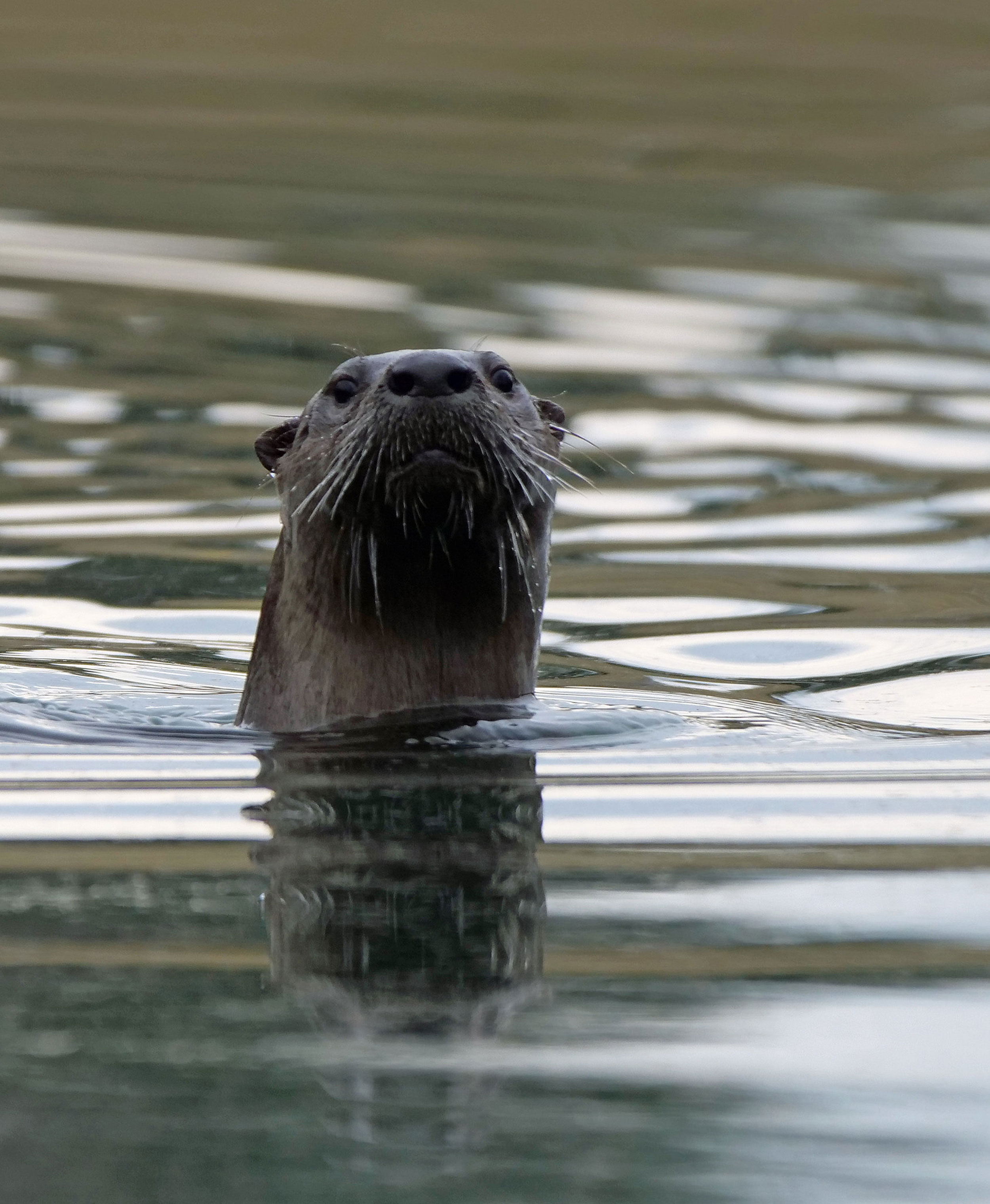 Duck Pond otter