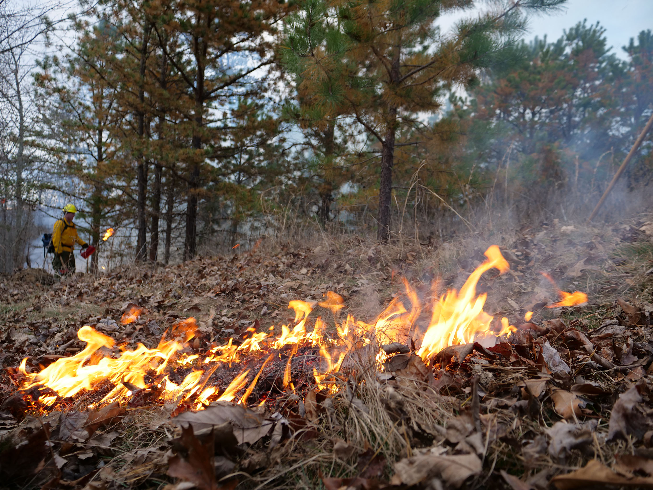 A predominant fuel source in deciduous forests is tree leaves and debris. These surface fuels are often reduced during prescribed burn operations, reducing potential wildfire hazard